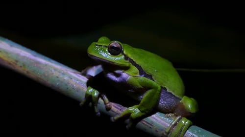 Green tree frog sitting on a branch at night