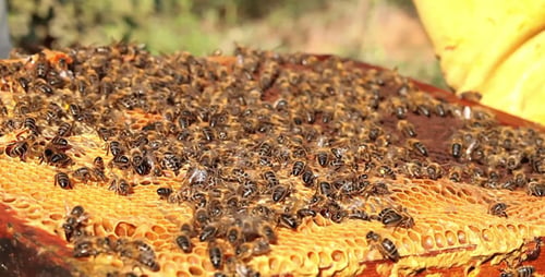 Beekeeper Showing Honeycomb