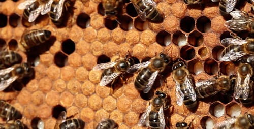 Bee Larvae