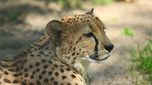 Gepard