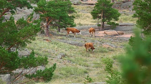 Cows Grazing Peacefully in a Rural Meadow