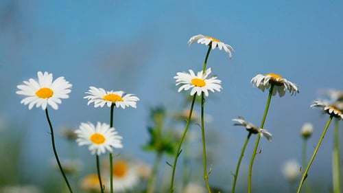 Daisies On A Meadow