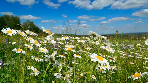 Daisies On A Meadow In Day