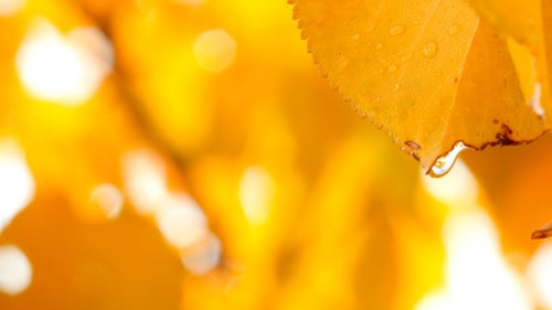 Golden Autumn Leaf with Water Droplets