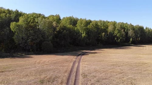 Aerial View of Field and Forest in Sunlight