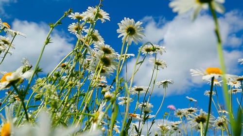 Gänseblümchen auf einer Wiese