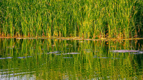 Ondulation d'eau sur l'étang