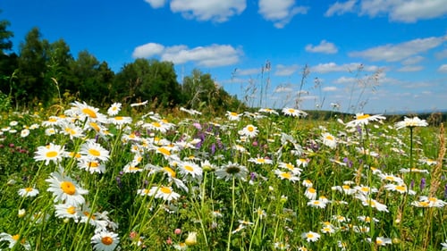 Gänseblümchen auf einer Wiese unter Himmel