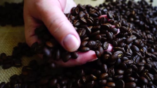 Coffee Beans on the Sack 4