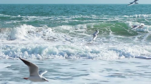 Surf on the Beach and Seagulls