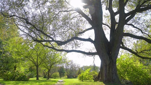 Lush Park with Sunlight Streaming Through Trees