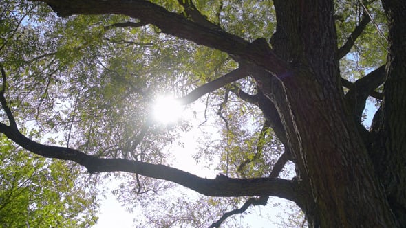 Sunlight Through Tree Branches on a Sunny Day, Nature Stock Footage ft ...