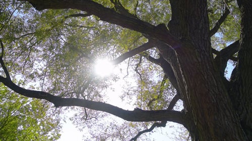 Sunlight Through Tree Branches on a Sunny Day