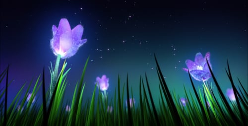 Night Flowers