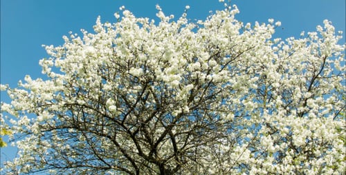 Cherry Blossoms Tree