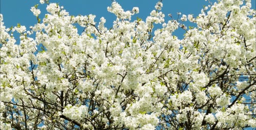 Tree with White Blossoms Blooming in Spring