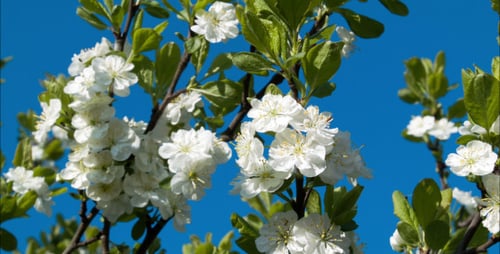 Cherry Blossoms Branch On Blue