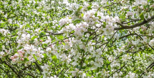 Apple Tree Garden