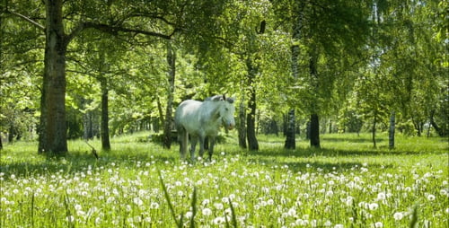 Cavalo branco