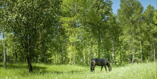 Dark Horse auf der Wiese