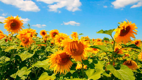 Blossom Sunflowers