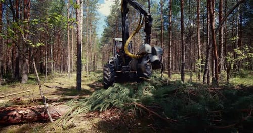 Ein Abholztraktor arbeitet im Wald und fällen Bäume.