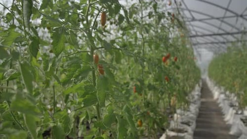 Ripening Tomatoes Among Green Foliage in Hothouse