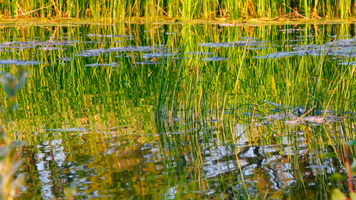 Ondulation d'eau sur l'étang
