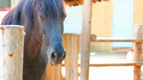 Horse