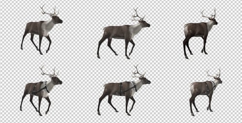Reindeer - Walk - Pack of 6