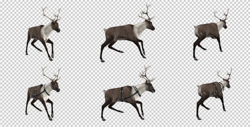 Reindeer - Run - Pack of 6