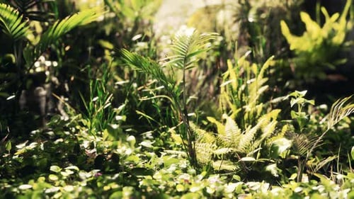 Gros plan : herbe et plantes de la jungle