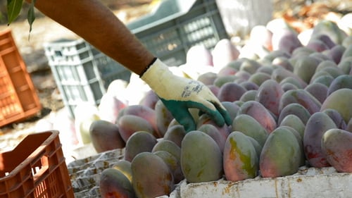 Collecting Mango Fruit