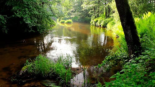 Small River With a Steady Flow