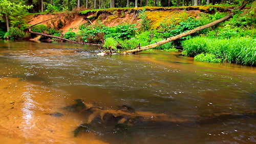 River with Clear Water