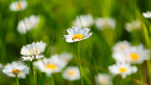 Daisies On A Meadow