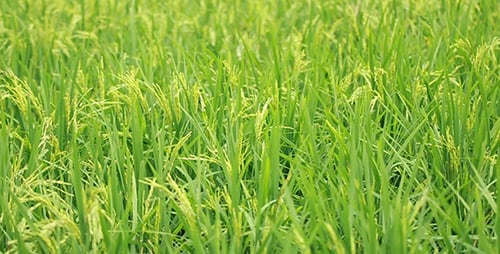 Paddy Field 6