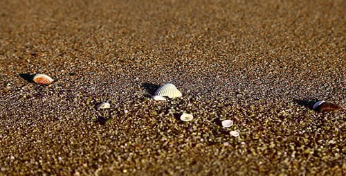 Shell On the Beach