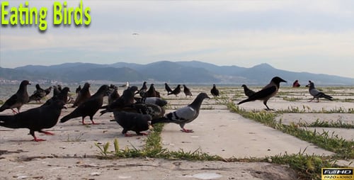 Eating Birds