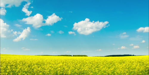 Colza Field