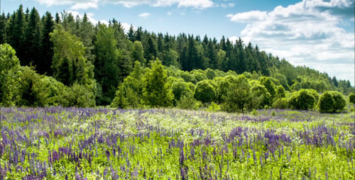Lupine Field