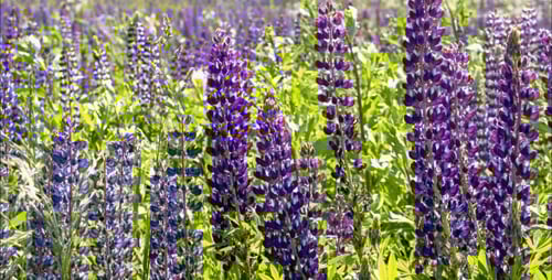 Lupine Field Zoom