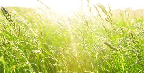 Green Grass Swaying in the Summer Breeze