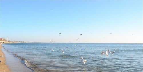 Sea