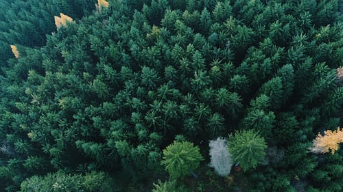 Aerial View of Colorful Autumn Forest