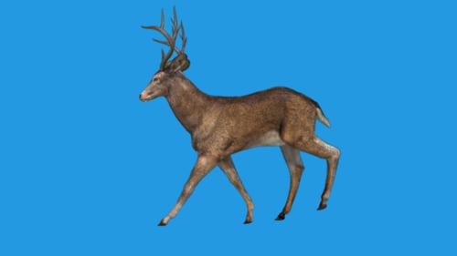 Rentier - Gehen