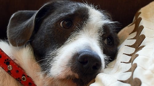 Chien triste allongé sur un oreiller