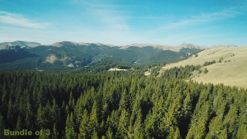 Flying Above the Forest