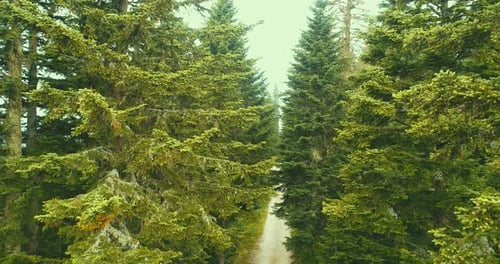 Aerial Shot of a Road Surrounded By a Pine Forest