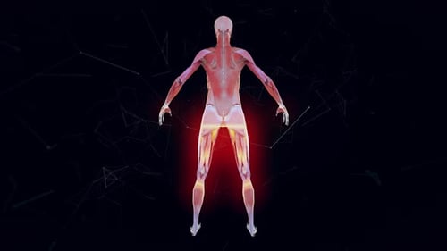 3D Human Muscular System Digital Scan with Pain Point Highlights